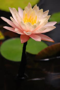 Water Lily, nenuphar, In The Pond .