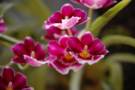 A small pink orchid flower .
