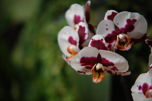 A small  orchid flower .