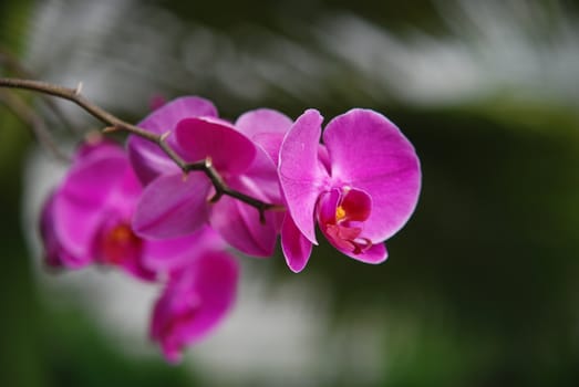 A small pink orchid flower .