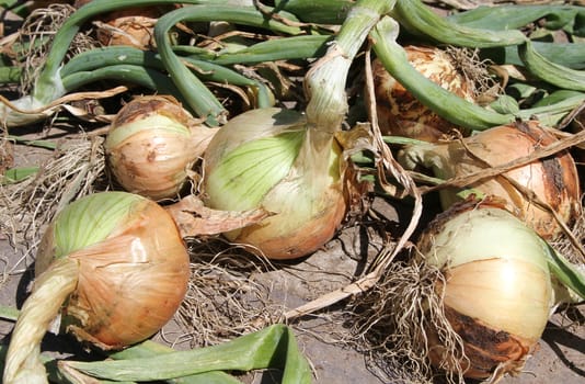 freshly harvested onions on a slate slab.