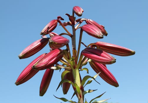 Lilly plant with pre-blooming flower heads against a blue sky.