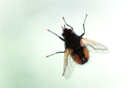 Macro shot of housefly sitting on a window