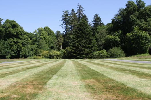 Cut grass with line patterns backed with trees and blue sky.