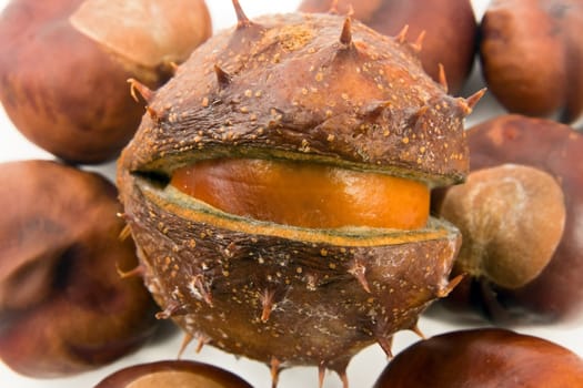 conkers