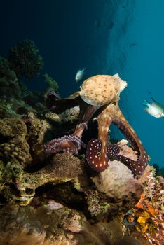 Reef octopus (Octopus cyaneus) foraging on the coral reef in the early morning. Red Sea, Egypt
