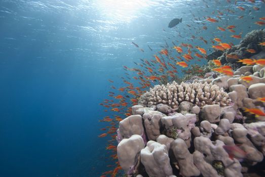 Lyretail anthias (pseudanthias squamipinnis), Wide angle shot of school close to the protection of the coral reef. Gulf of Aqaba, Red Sea, Egypt.