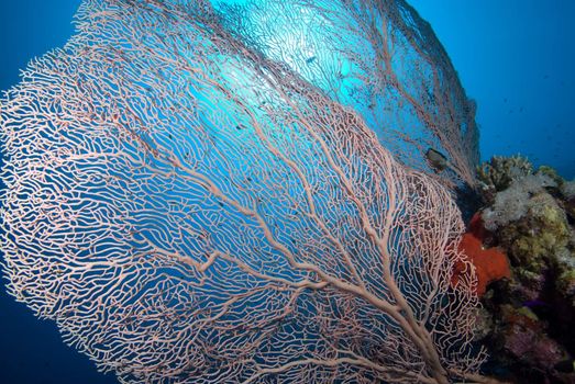 Giant sea fan (Annella mollis). Red Sea Egypt