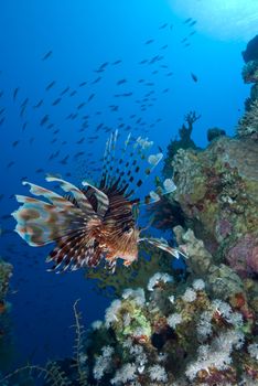 Common lionfish (Pterois miles), low wide angle view  of one adult over coral reef. Gulf of Aqaba, Red Sea, Egypt.