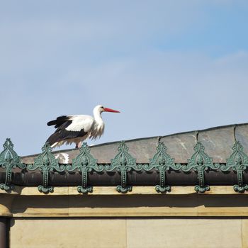 An image of a stork at the roof