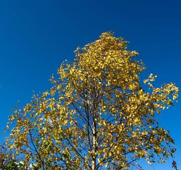 Birch covered with yellow leaves, against the blue sky