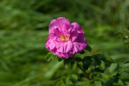 Flower of a pink dogrose against a green grass, in the solar afternoon