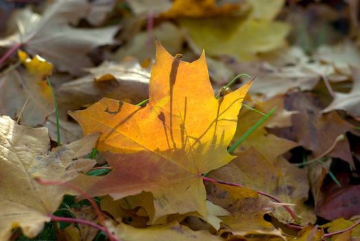 The fallen down yellow maple leaves, in beams of the evening sun