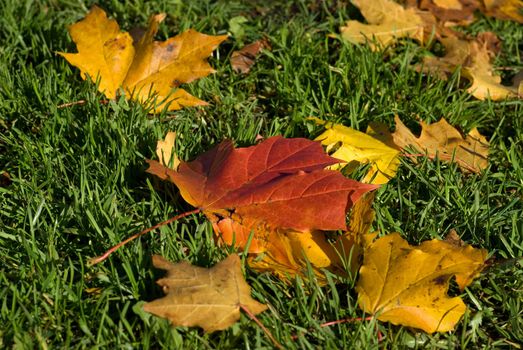 The fallen down yellow maple leaves, in beams of the evening sun