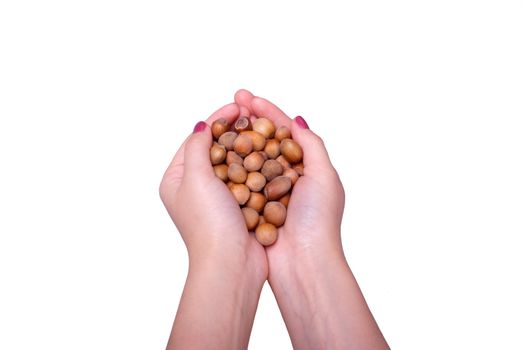 Hands of the young woman which holds a handful of wood nuts