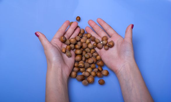 Female hands and scattered wood nuts on a blue background