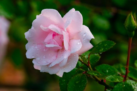 Drops on a rose flower