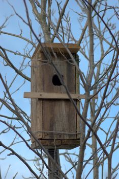 The starling nest closured by a wire to a Tree, against the light-blue sky