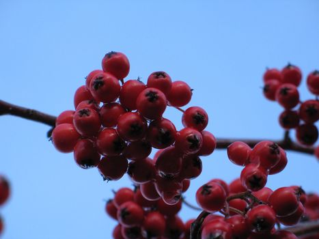 red berries in a tree
