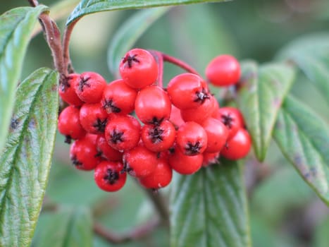 red berries in a tree