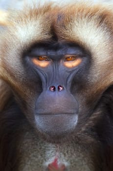 An portrait of a nice ape with orange eyes