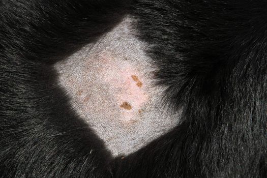 Shaved dog's coat showing healing wet eczema patch.
