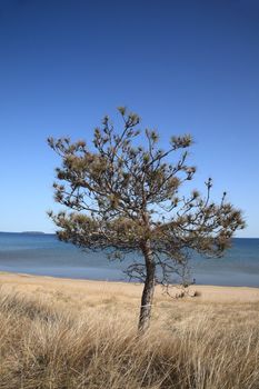 Grassy shoreline, tree and beach of a North American Great Lake