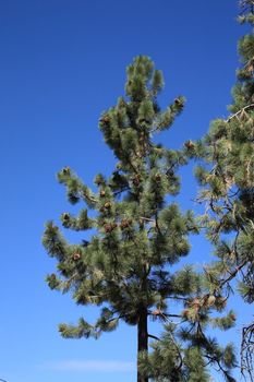 Pine trees of Lake Tahoe
