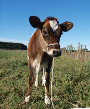 Red Calf Standing by a fence