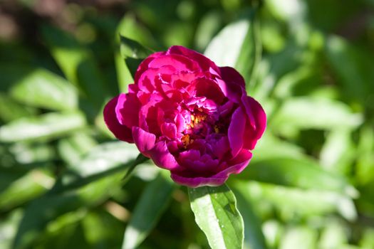 a flower of peony