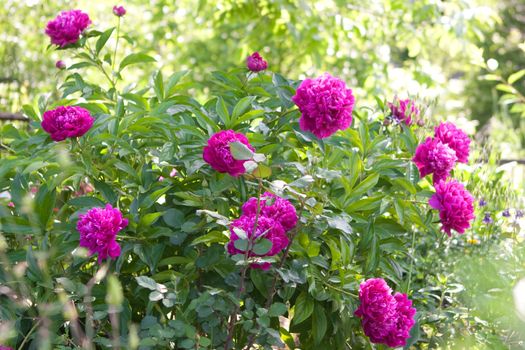 a bush of beautiful Peonies