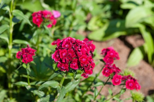 sunny flowers of beautiful wild carnation