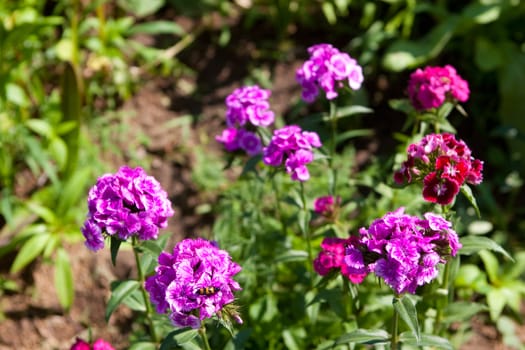 sunny flowers of beautiful wild carnation