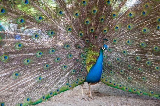 peacock with opened tail