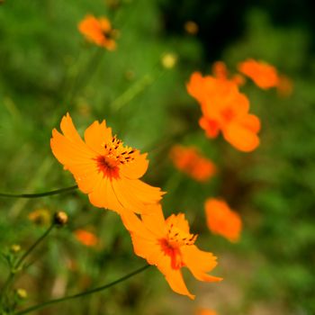 The closeup view of orange floret over green