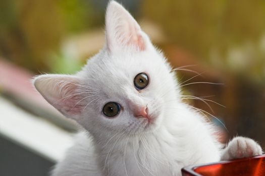 Little white, six weeks old kitten playing 