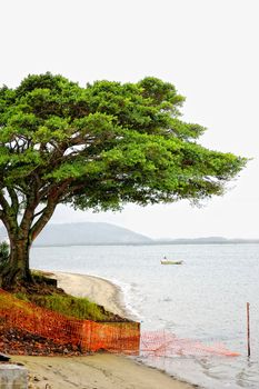 A Tree alone isolated on the beach