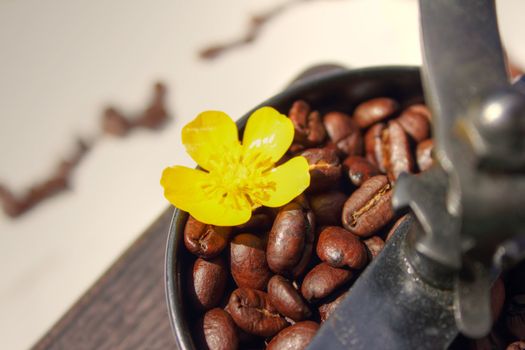 Freshly roasted coffee in a traditional coffee grinder complimented with yellow flower