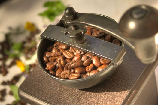 Freshly roasted coffee in a traditional coffee grinder bathed in warm light