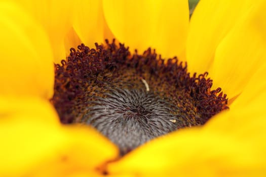 Close up of sunflower in early summer