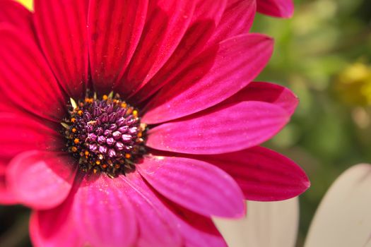 Macro close up of spanish marguerite in bloom