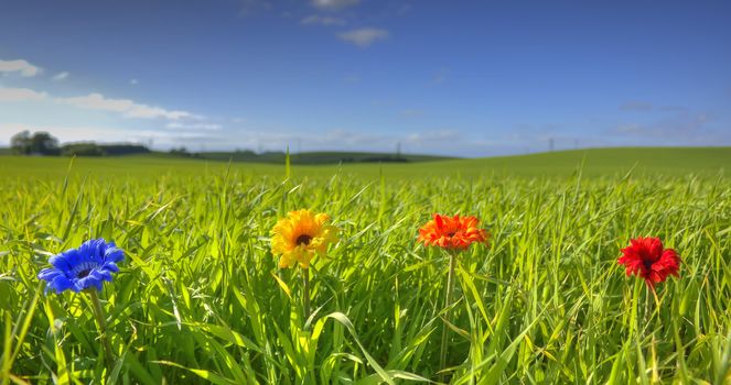 Blue, yellow, orange and red flower in geen meadow