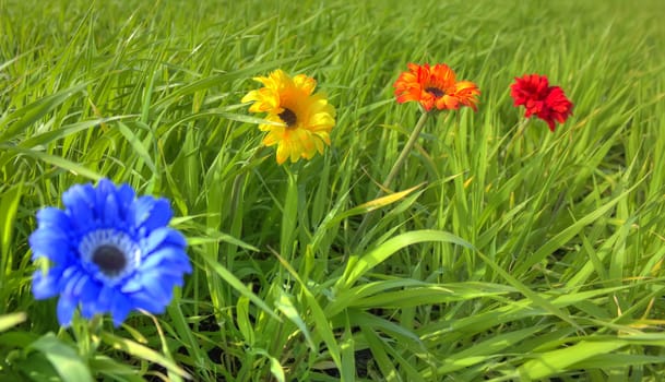 Blue, yellow, orange and red flower in geen meadow