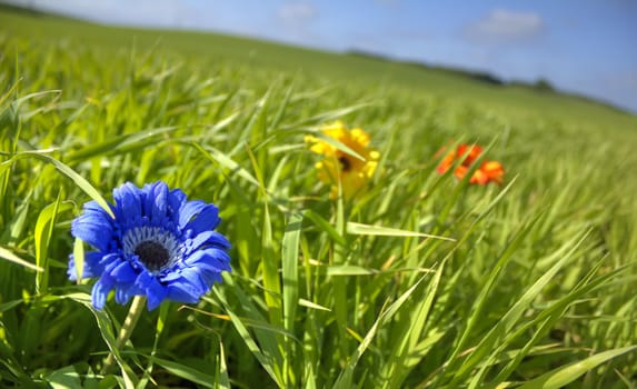 Blue, yellow,  and red flower in geen meadow