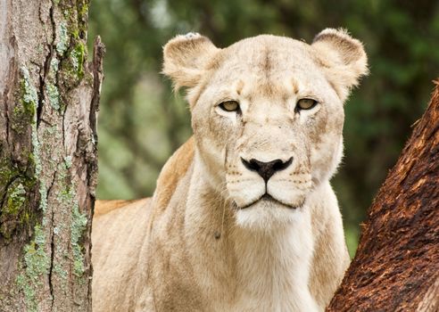 Young lioness peering through trees