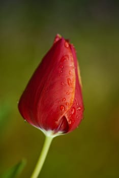 Closed Red Tulip on a Tuscan Garden, Italy