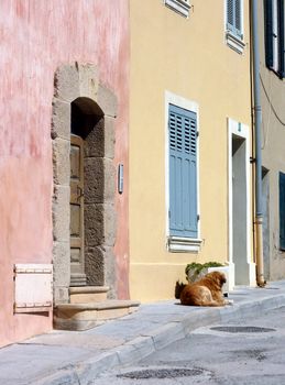 Clear brown dog lying on the pavement in a street with colored facades of house