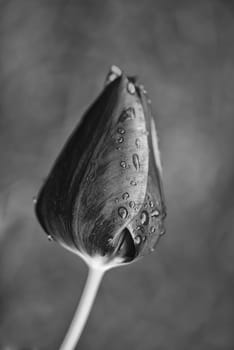 Closed Red Tulip on a Tuscan Garden, Italy