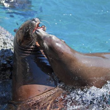 Californian Sea lions in the water, fighting