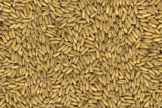 macro shot of oats (whole groats) background